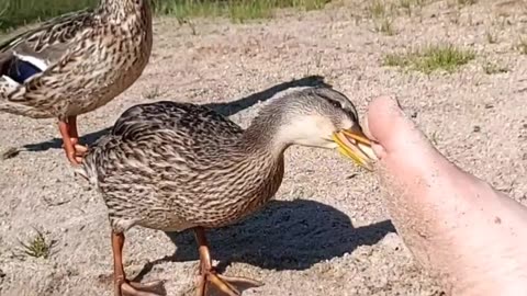 Wild Dangerous Duck Attack Man