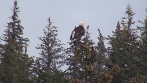 withe tailed eagle