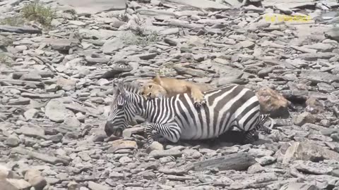 Shocking Moments When Painful Lions Are Attacked And Tortured By Africa's Deadliest Preys