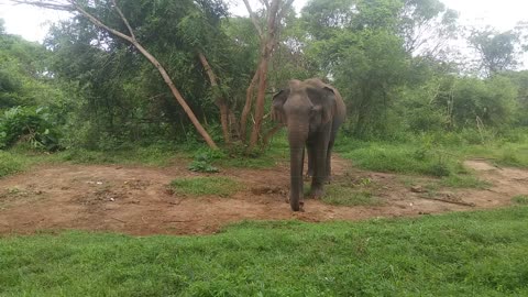 Elephant in the jungle🌳🌳