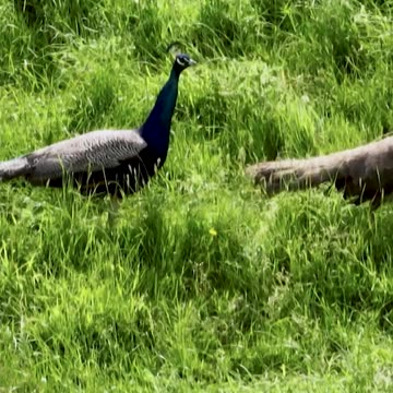 Controlling the New Zealand Peacock Population