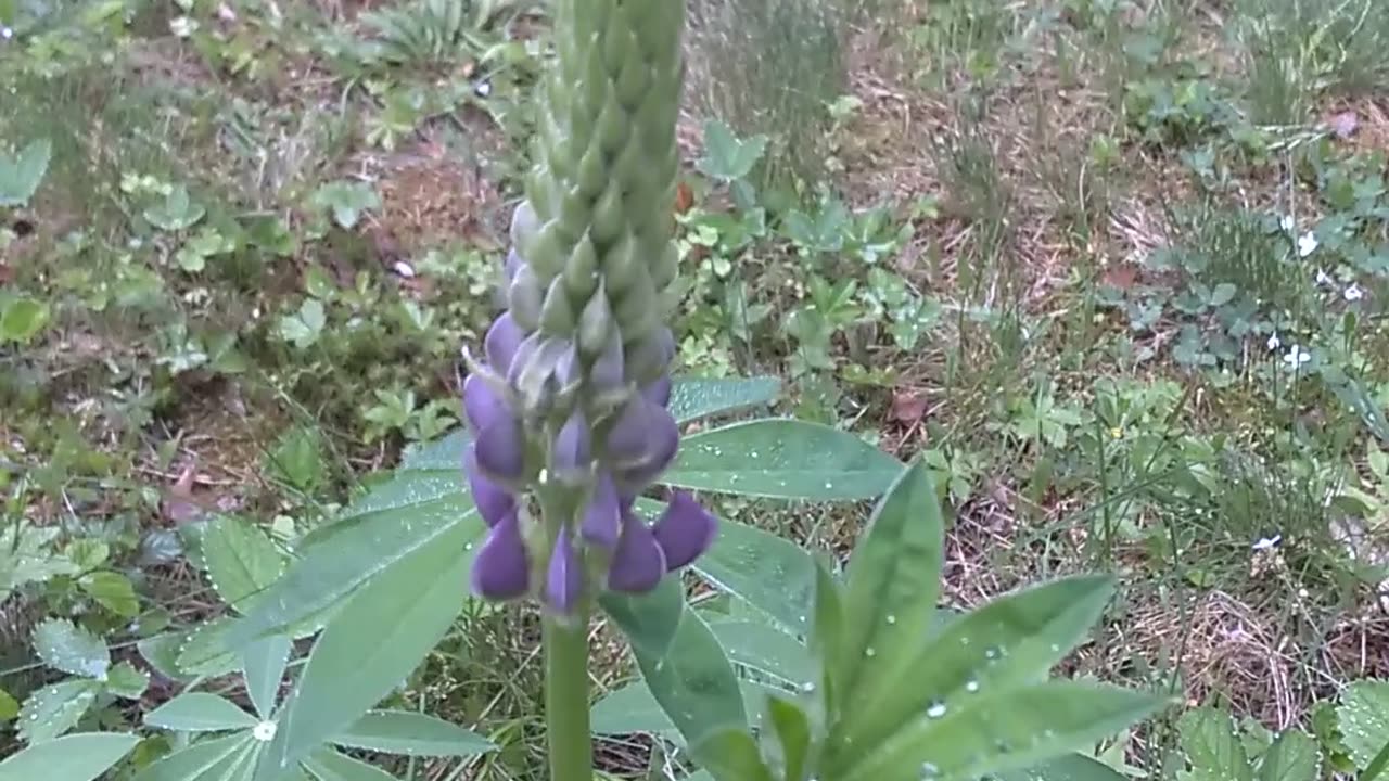 Lupine