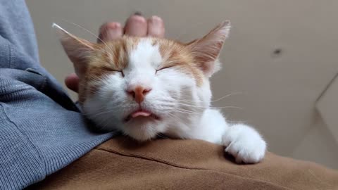 Blepping & Purring Cat Gets A Massage On Humans Lap