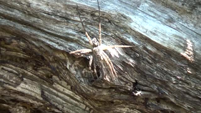 Fishing Spider