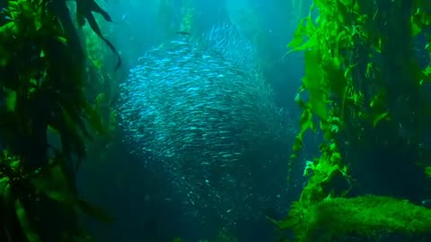 Deep sea