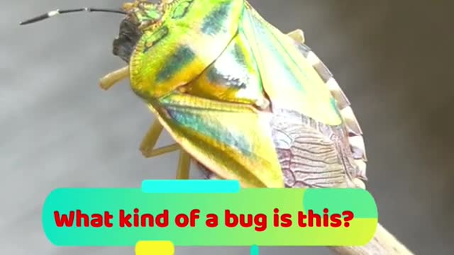 One of the most beautiful bugs on earth!