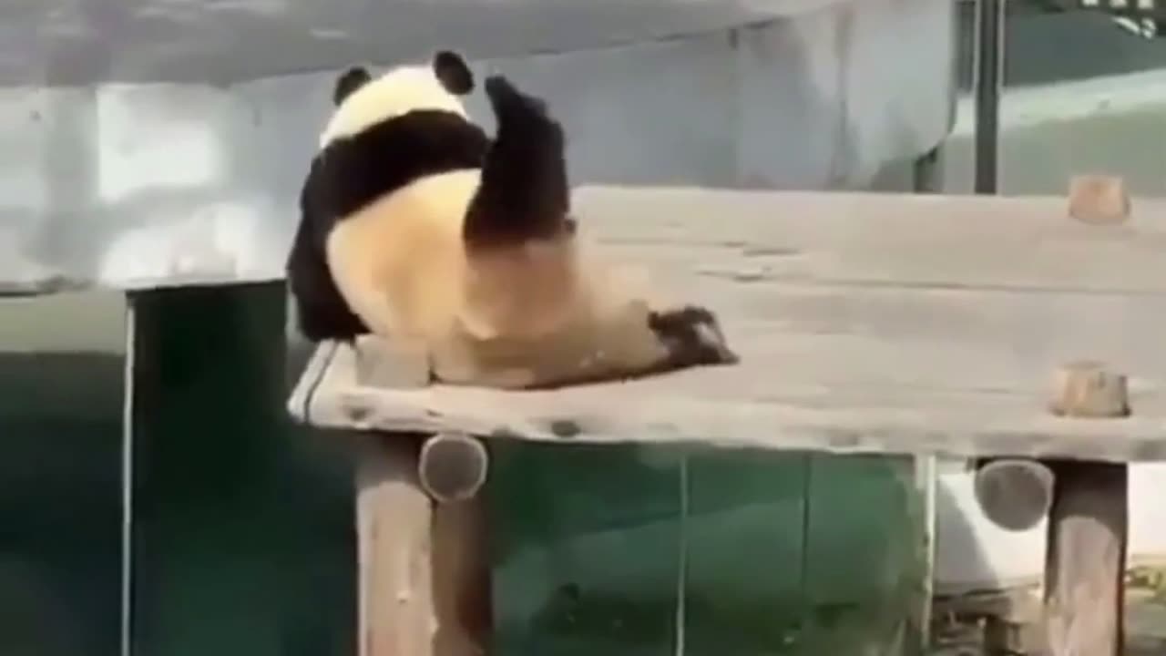 Part 5... Funny Cats & Animals!! Try Not To Laugh!!!