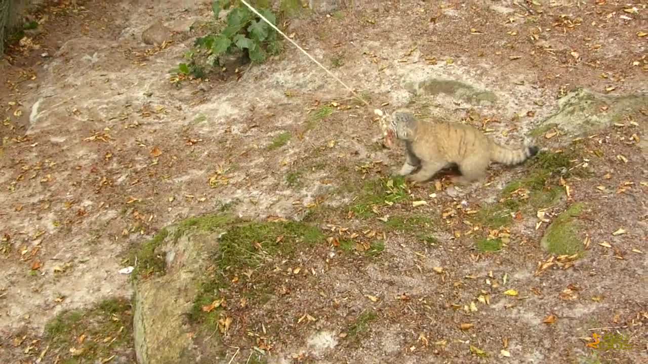 Norden's Ark enrichment feeding for Pallas cat