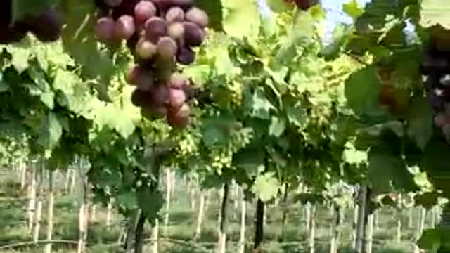 My grapes farm black jumbo Grapes from india Maharashtra