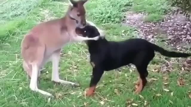 Kangaroo and dog cuddling