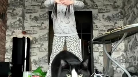 Cat's High Jump #shorts #viral #shortsvideo #video