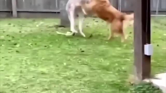 Best animals funny videos 2022