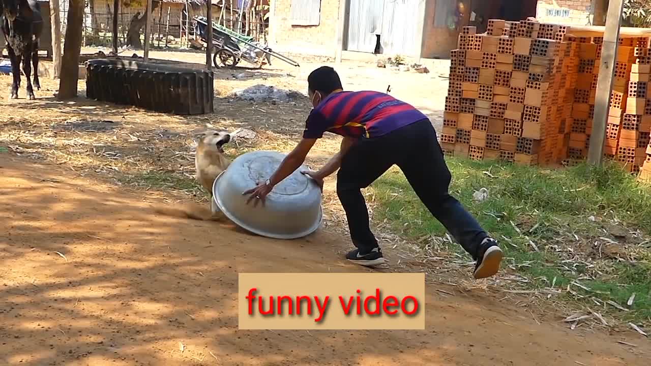 Dog fanny video nice dogs video s