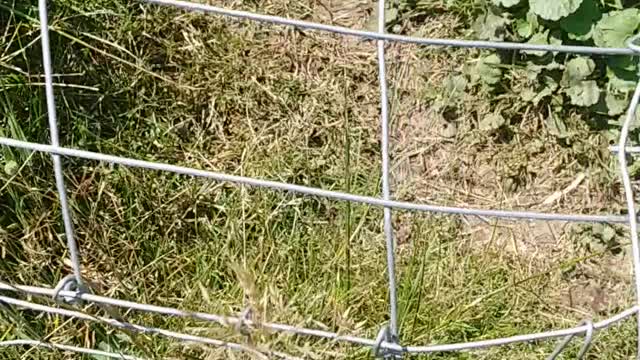 Chicken tunnel "chunnel"