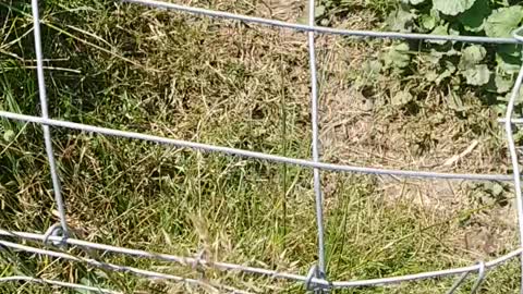 Chicken tunnel "chunnel"