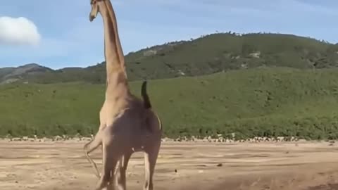 Girrafe kicks lion