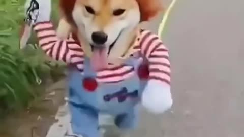 dog