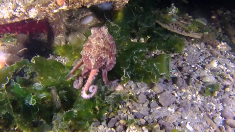 Cute Octopus Looking for Breakfast