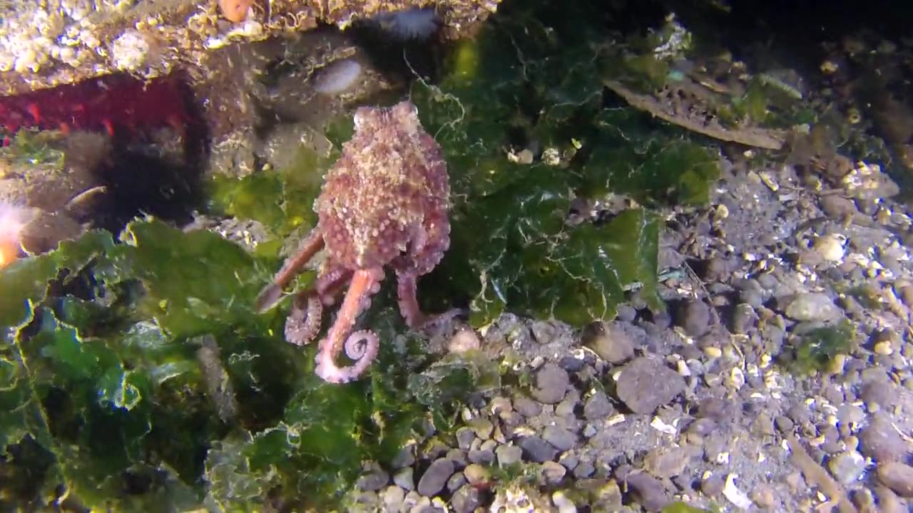 Cute Octopus Looking for Breakfast