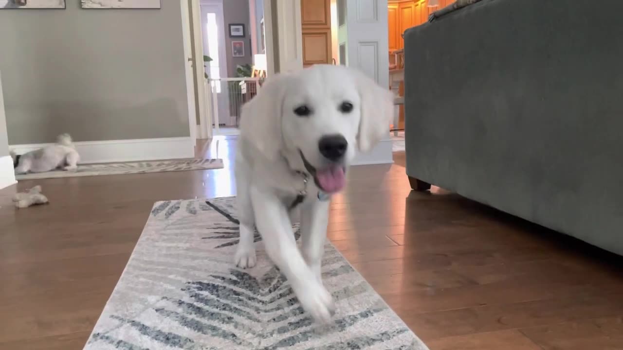Finn (and Milo)