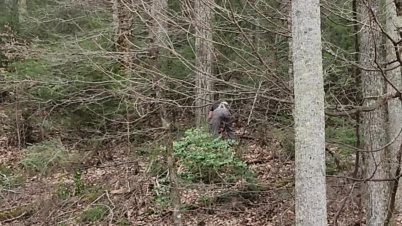 71 Year Old Pops Cutting Big Oak Tree