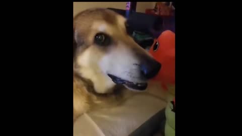 amazing and funny pet videos try not to laugh with these pet videos