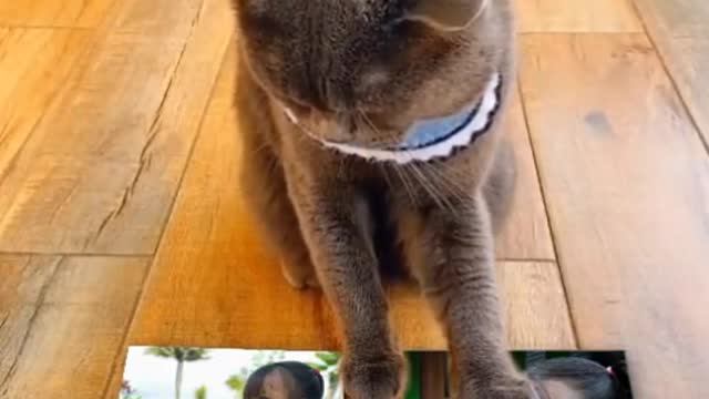 cute cat action