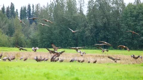 Sandhill Cranes Are Landing on the Ground in Fairbanks, Alaska in August