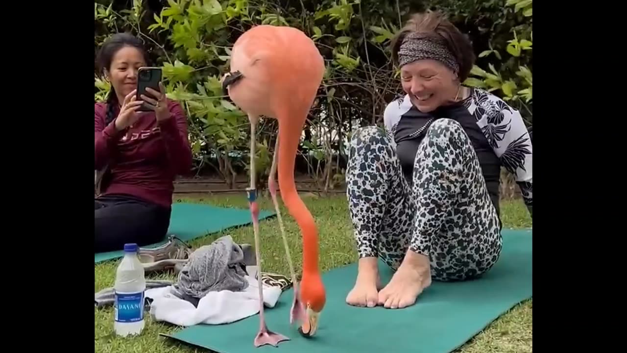 flamingo at yoga 🦩