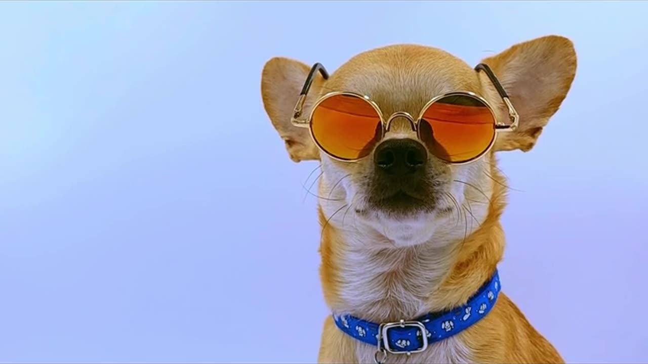 Dog Wears Sunglasses #puppy #doglife #puppiesofinstagram #pet #youtubeshorts #viralshort