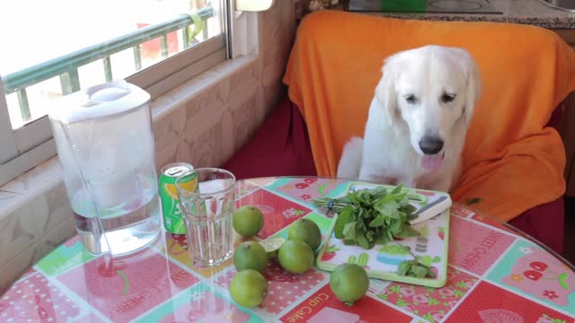 Funny Dog Makes Mojito! Cute Golden Retriever Puppy Bailey