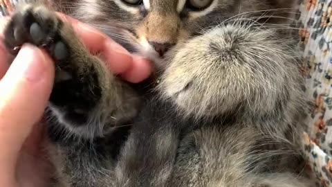 WHAT A CUTE KITTEN