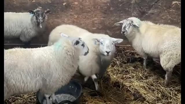 Parker The Lamb Gets Too Excited