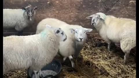 Parker The Lamb Gets Too Excited