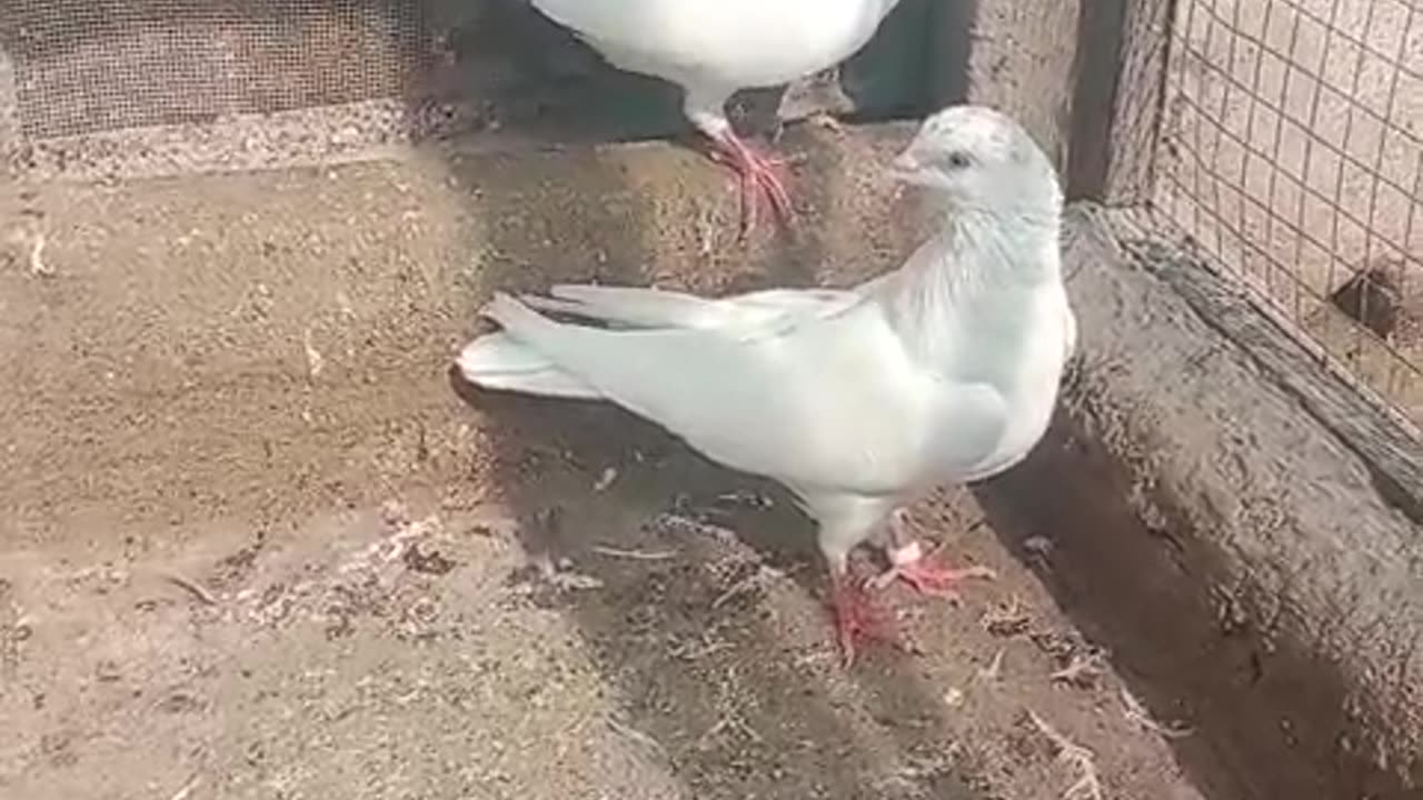 White pigeon joda for sale