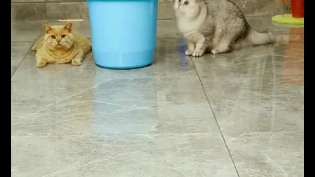 Innocent Cat, Wait For End !