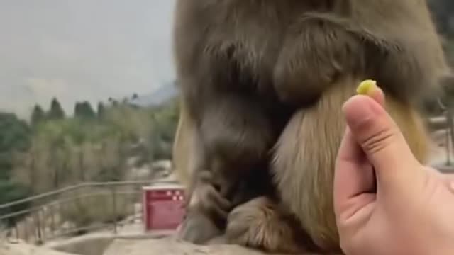 Very funny Monkey🐒 Short video #viral Dear Animal