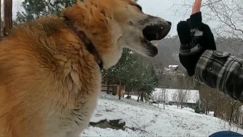 Wow what a smart Dog you see too