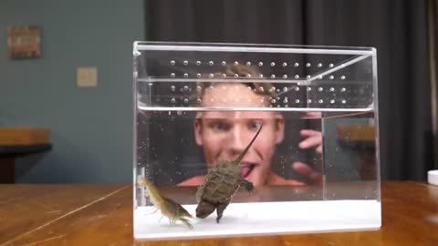 Baby Snapping Turtle vs Crayfish