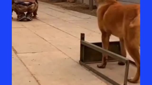 Indian Army Dog training video 🐶| #shorts