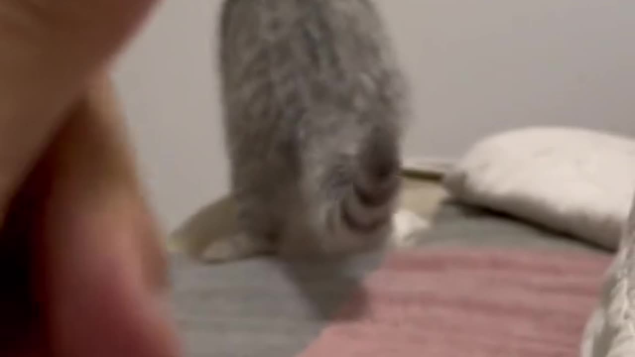 "Hilarious Cat-titude: Laugh Out Loud with Our Silly Feline Friend!"