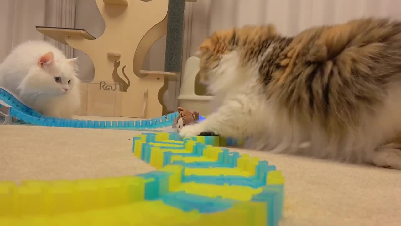 Cats vs Racing Car | Kittisaurus