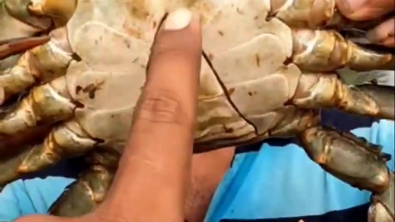 Crab Catching ... mud crab... चिंबोरी पकडणे ... How to crab catching using trap... #fishing #shorts