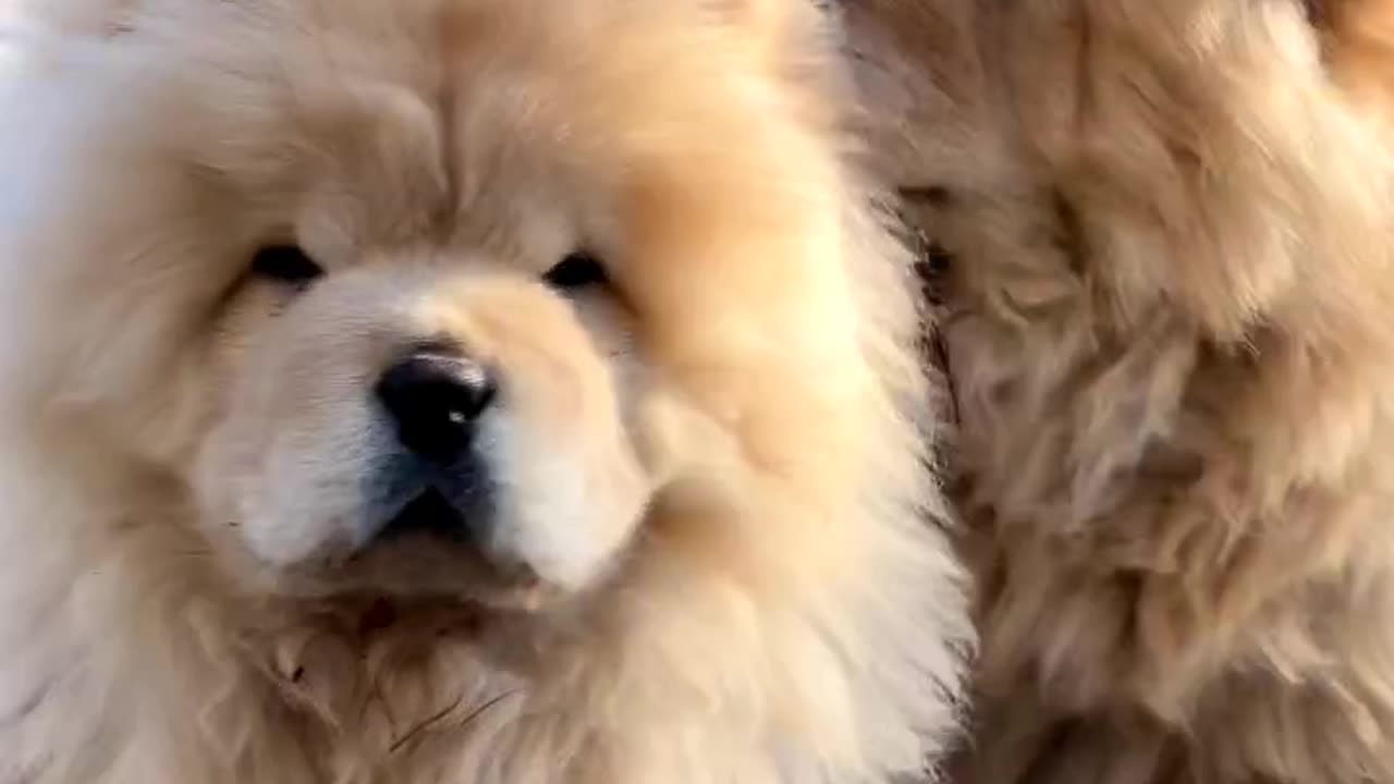 Chow Chow cute puppy