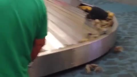 The airport called...you got a case of crabs