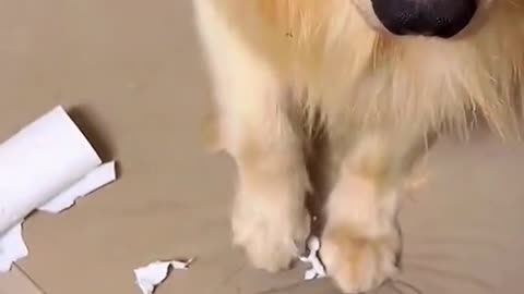 dogs