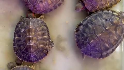 little turtles