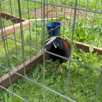 Kelso Asli Sweater - Chilangos Gamefarm