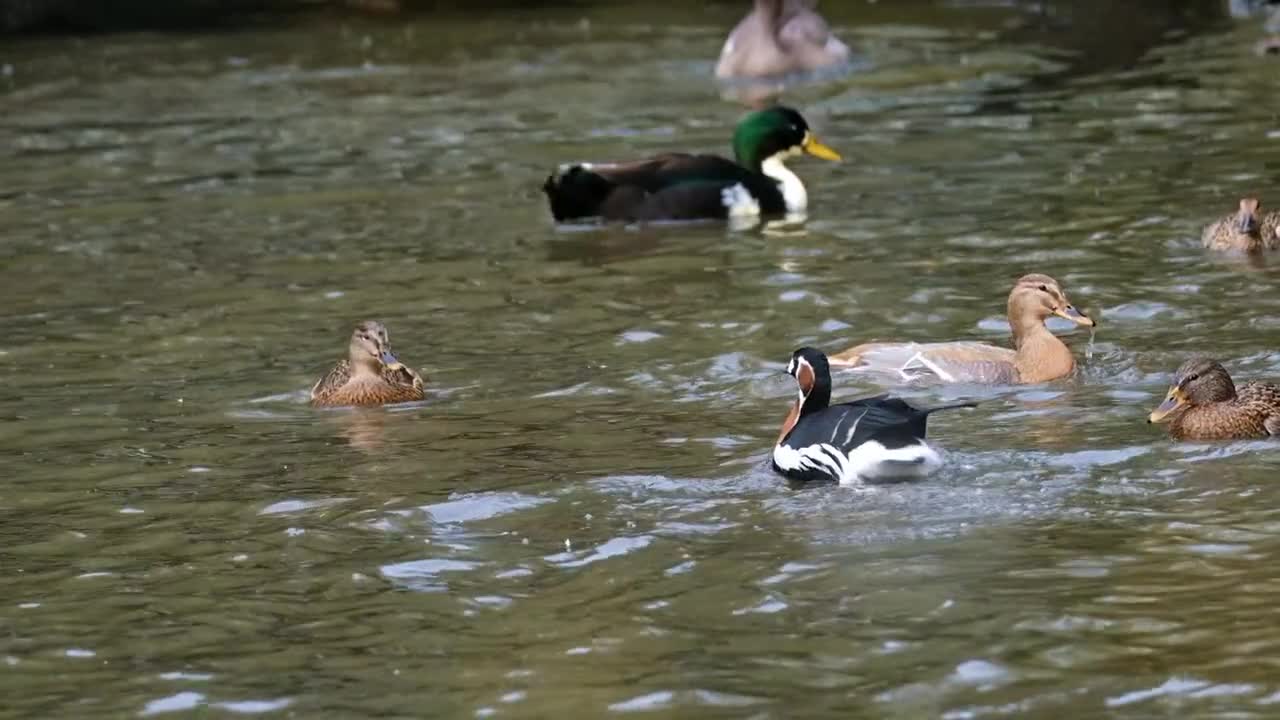 The ducks are hilarious