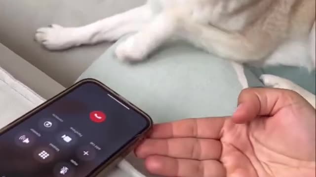 I Let My LOUD Mini Husky Answer A Scam Call